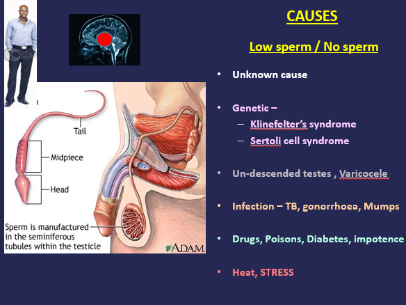 Causes of decreased sperm count