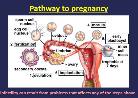 pathway to pregnancy